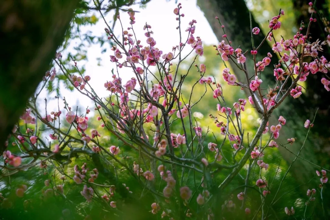 Весенние краски пяти классических садов Шанхая