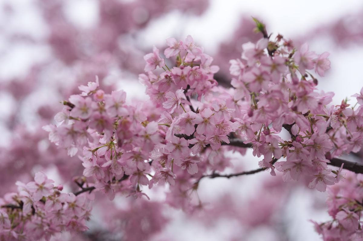 Скоро состоится Шанхайский фестиваль сакуры 2026 года